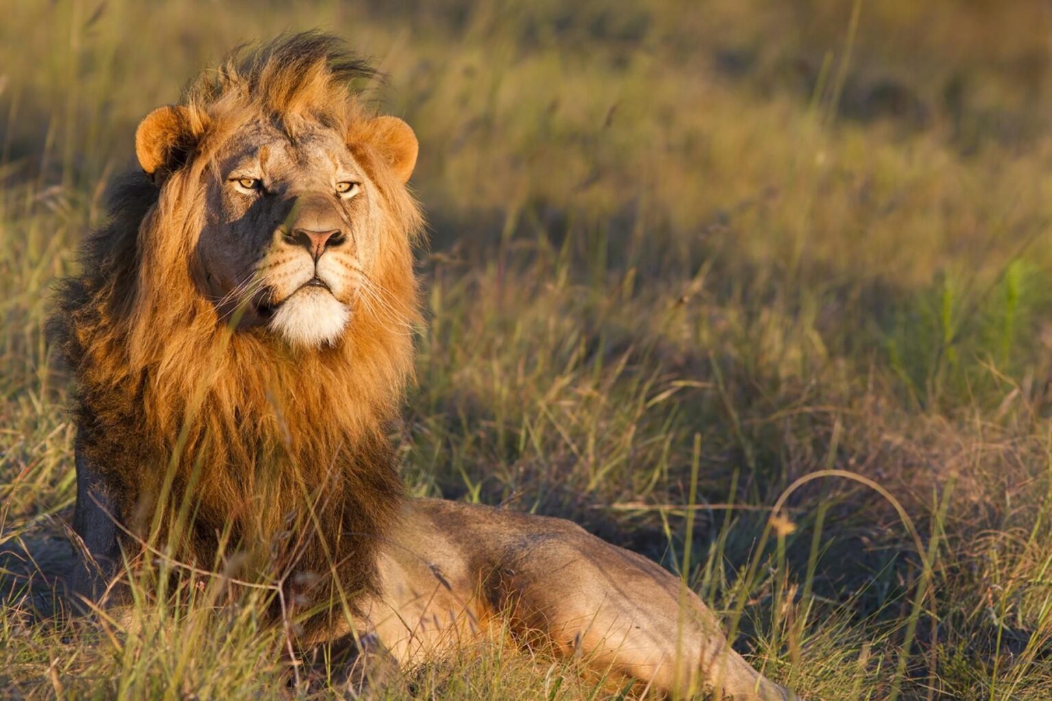 Lion Tracking - Hodari Africa Collection