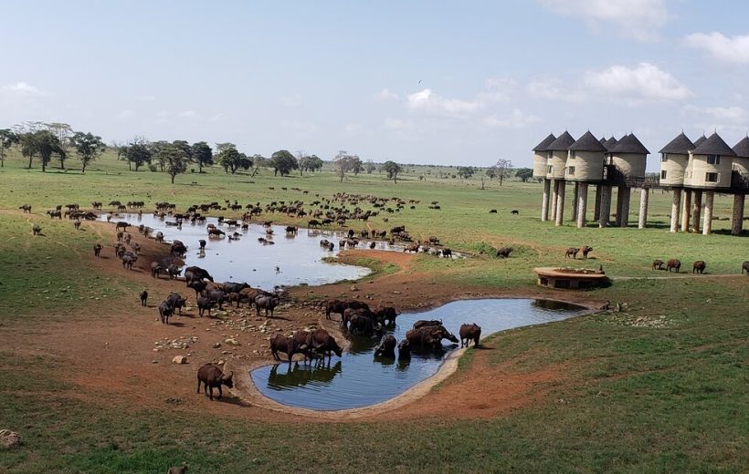 Salt Lick Safari Lodge