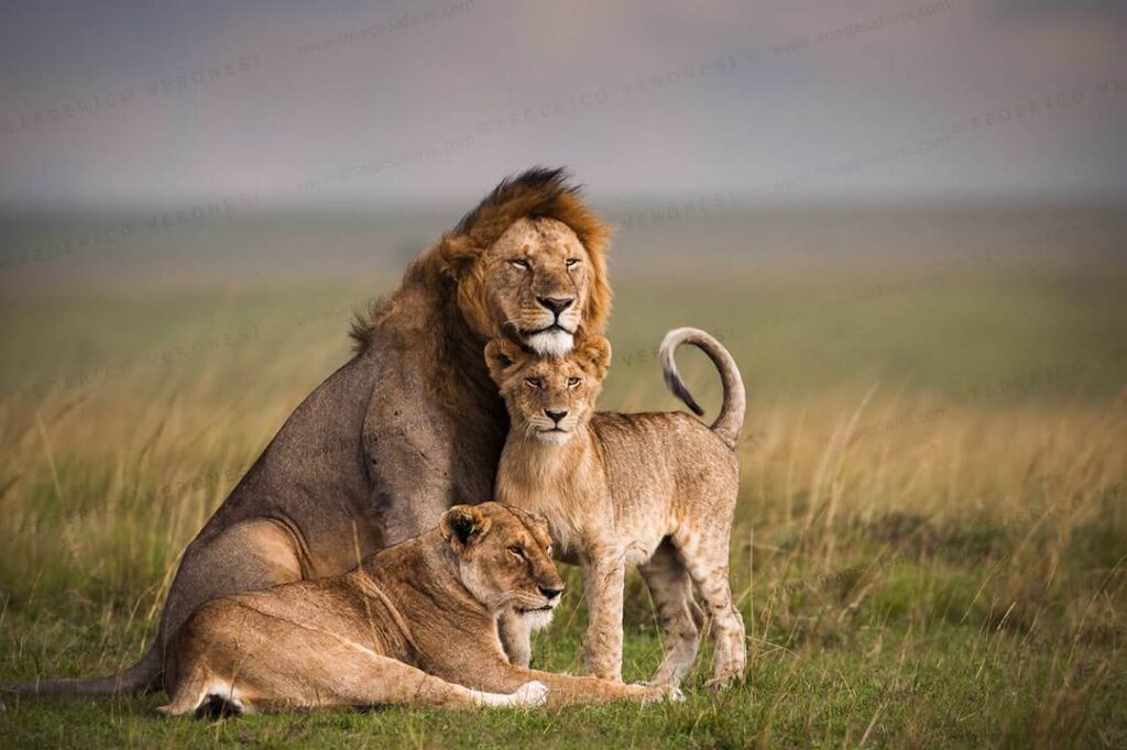 wildlife viewing Masai Mara